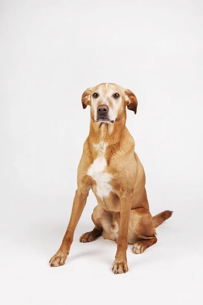 Oturan eski kahverengi köpek bize döndü.