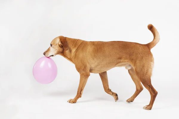 Kahverengi köpek pembe balon ile taşıma.