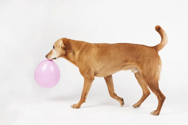 Brown dog carrying with pink balloon. — Stock Photo, Image
