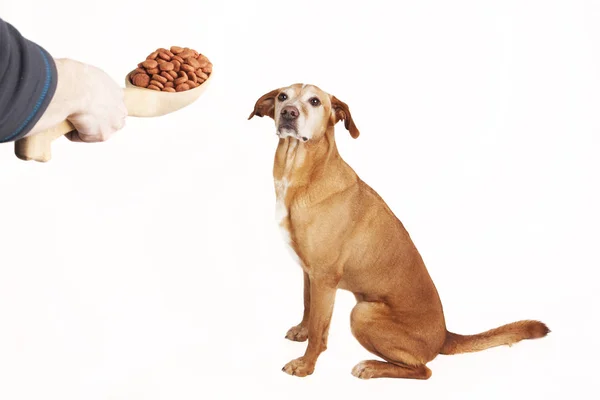 Büyük tahta kaşık kuru mama ile beslenme köpek.