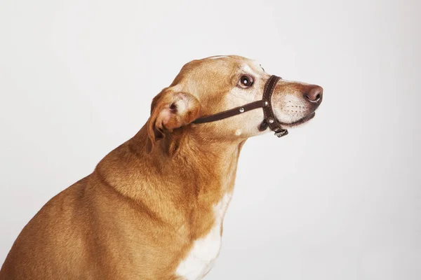 Profil açık kahverengi köpek oturan yular ile. 