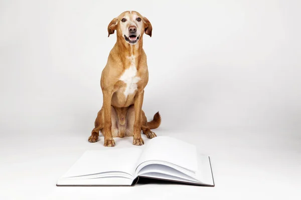 Kahverengi köpek tarafından açık bir kitap oturan.