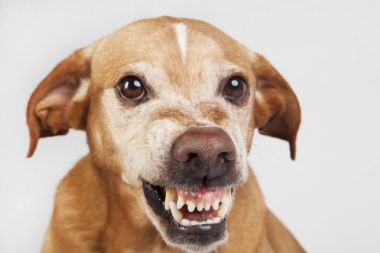 Düşmanca köpek karşısında koca burun. 