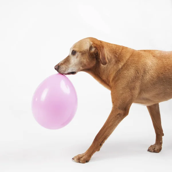 Brown dog carrying with pink balloon. — Stock Photo, Image