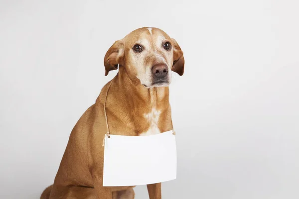 Cão marrom com tabela branca para texto . — Fotografia de Stock