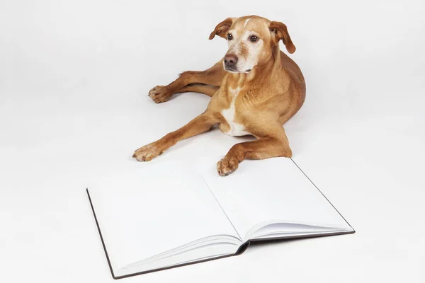 Kahverengi köpek tarafından açık bir kitap yalan. 