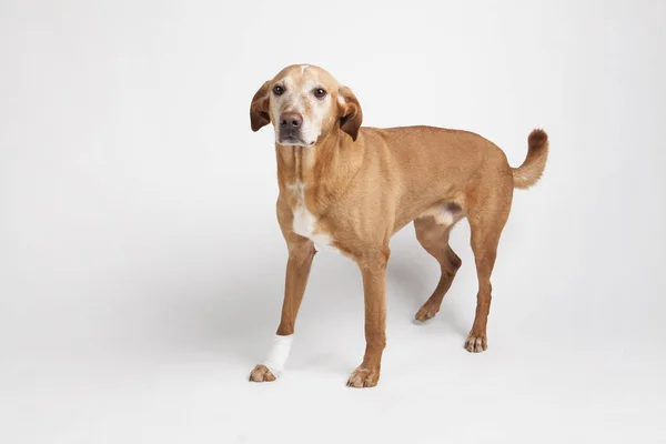 Kahverengi köpek bacak bir bandaj sarılır. 