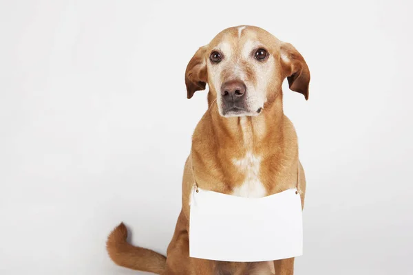 Metin için beyaz tablo ile kahverengi köpek.  