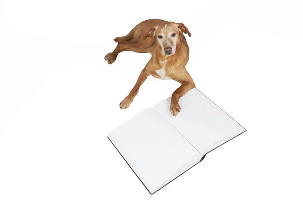 Kahverengi köpek tarafından açık bir kitap yalan. 