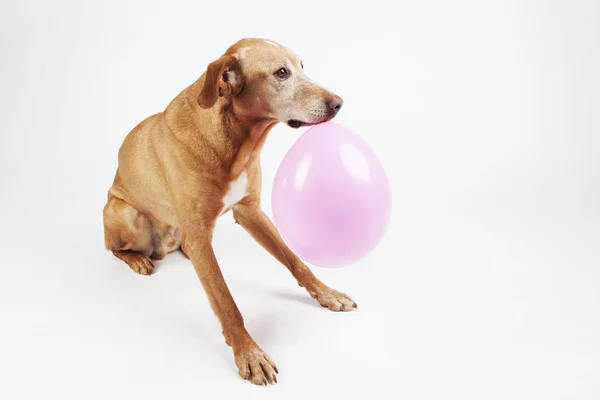 Kahverengi köpek pembe balon ile taşıma.