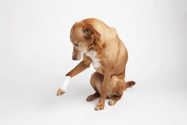 Perros marrones pierna está envuelta en un vendaje . —  Fotos de Stock