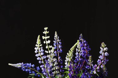 Karanlık bir arka plan üzerinde izole mavi lupines. 