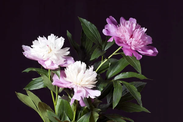 Pembe ve beyaz peonies yaprakları ile. 