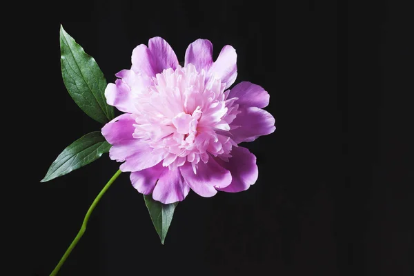 Yaprakları siyah bir arka plan ile pembe Şakayık. 