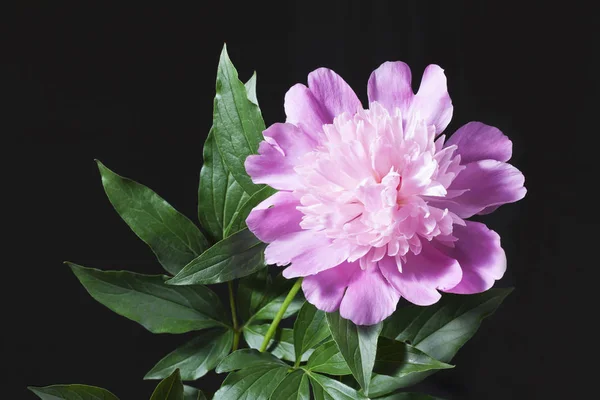 Yaprakları siyah bir arka plan ile pembe Şakayık. 