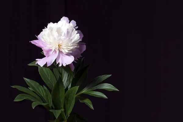 Yaprakları siyah bir arka plan ile pembe Şakayık. 