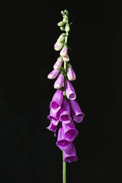 Pembe yüksükotu karanlık bir arka plan üzerinde izole. 