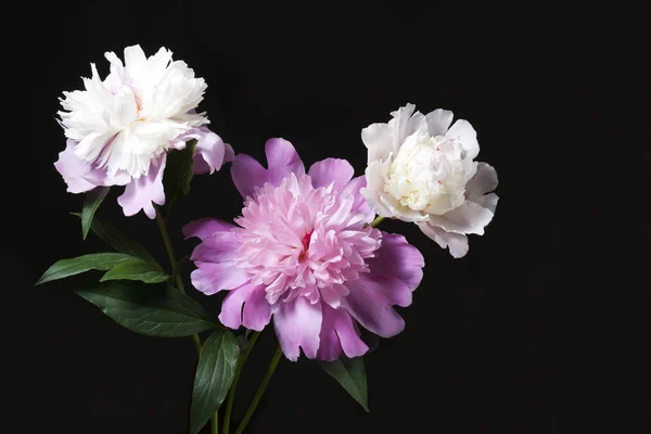 Yaprakları siyah bir arka plan ile üç peonies. 