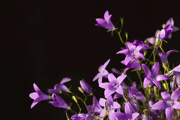 Menekşe bellflowers siyah bir arka plan. Boş alan. 