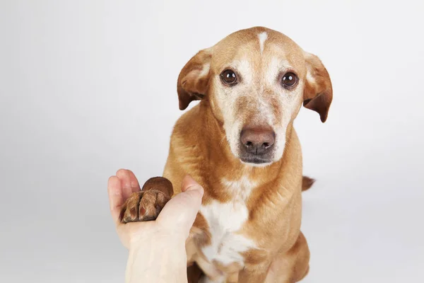 Dost el ve pençe sallamak. 