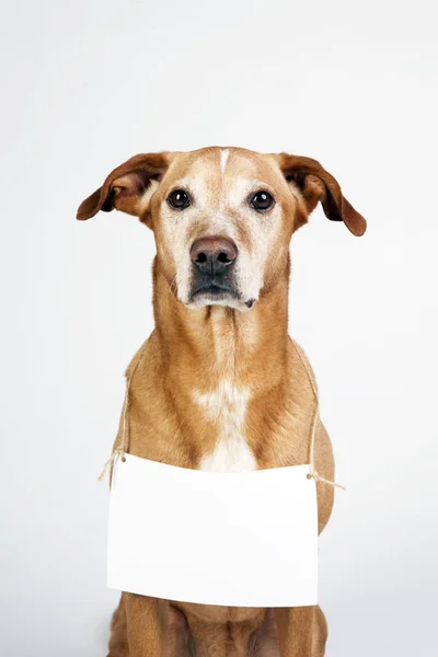 Köpek ile beyaz masa metin için kahverengi, mesaj.  