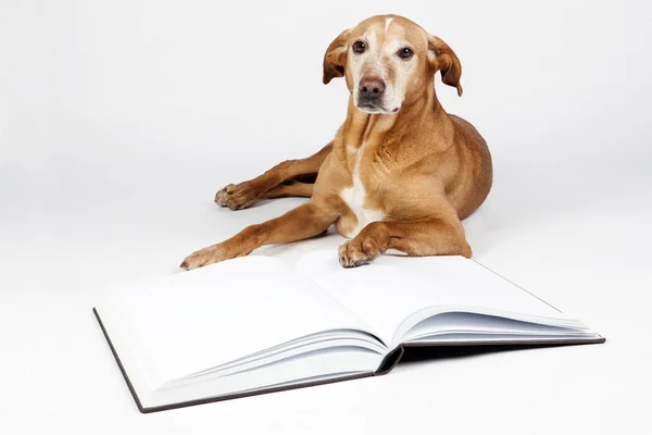 Kahverengi köpek tarafından açık bir kitap yalan. 