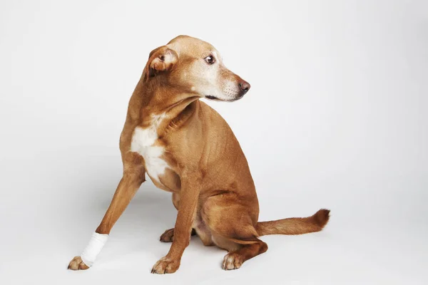 Kahverengi köpek bacak bir bandaj sarılır. 