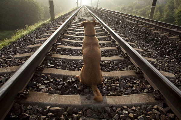 Kahverengi bir köpek bir tren yolu üzerinde oturur. Sırtını döndü. Erken yaz sisli sabah oldu.