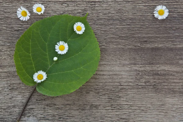 Yeşil yaprak ahşap arka plan üzerinde küçük beyaz çiçekli.