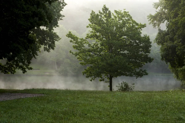 Sisli sabah meşe ağacı.