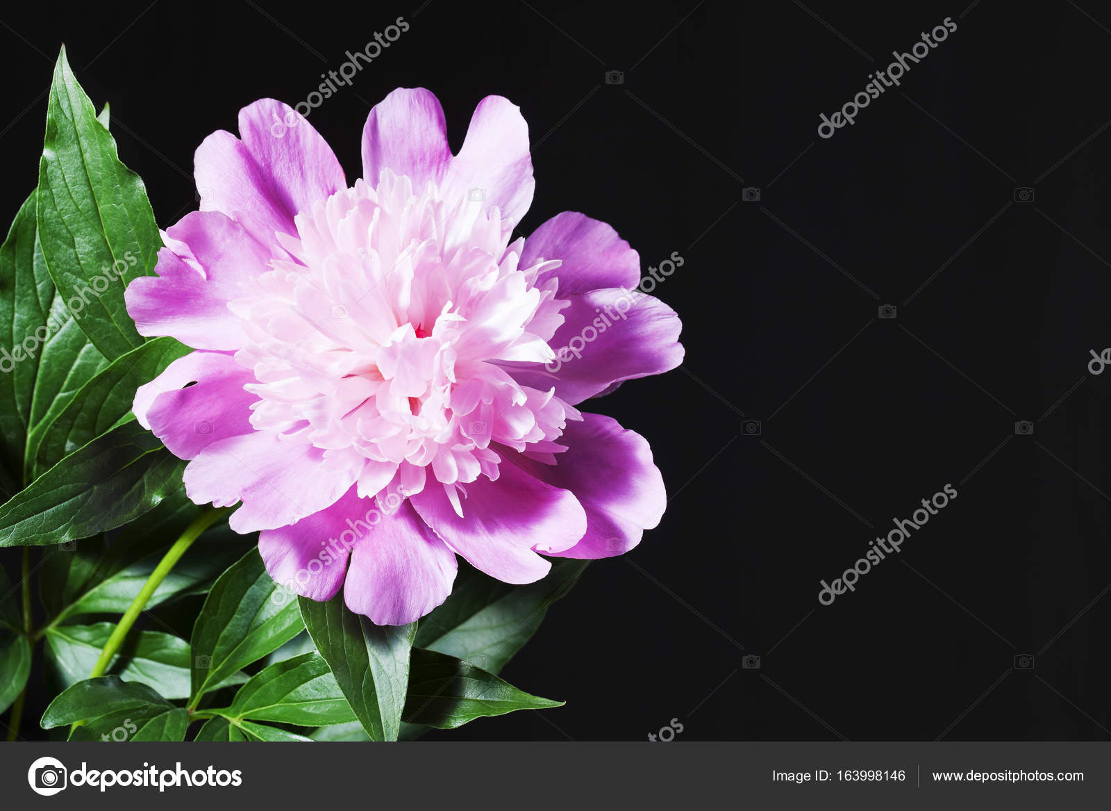 Pink Peony With Leaves In A Black Background Isolated On A Dark Stock Photo C Laimamilkinte Gmail Com 163998146