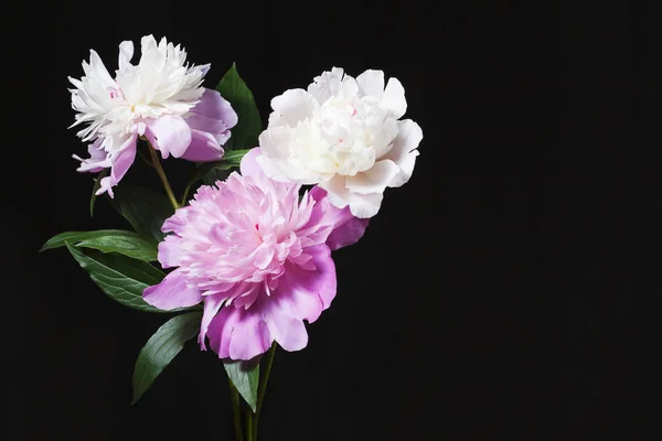 Üç peonies siyah bir arka plan. Fikirler için yer.