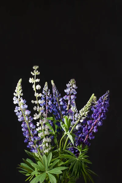 Karanlık bir arka plan üzerinde izole mavi lupines. 