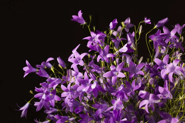 Menekşe bellflowers siyah bir arka plan. 