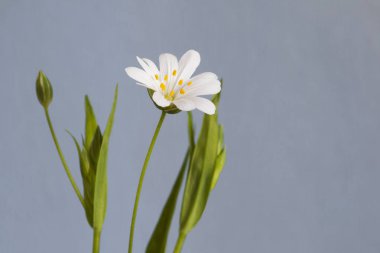 Makro beyaz çiçek yeşil yaprakları ile. Gri arka plan. Boş alan.