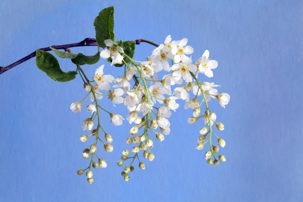 Beyaz çiçeklerle kuş-kiraz dal. Mavi arka plan. Bahar.
