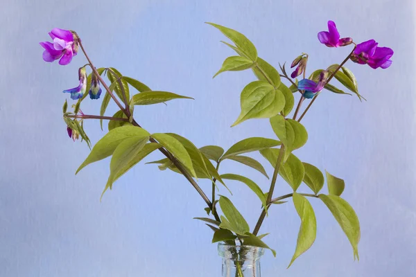 Yeşil yaprakları ile mavi ve mor çiçekler. Mavi arka planda.