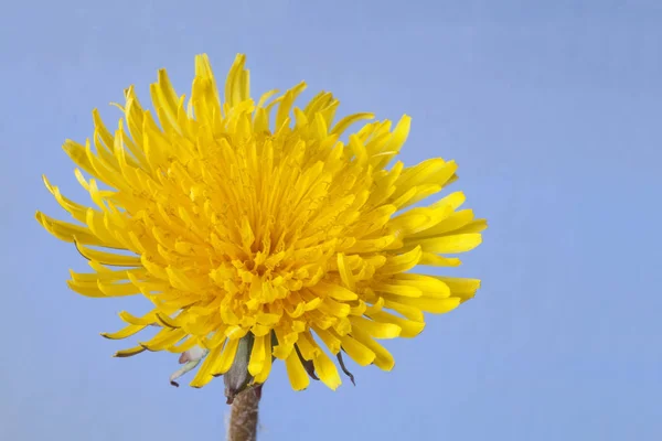 Bir sarı karahindiba mavi bir arka plan içinde. Boş alan.