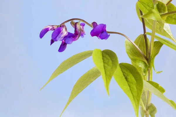 Yeşil yaprakları ile mavi ve mor çiçekler. Mavi arka planda.