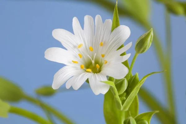 Makro beyaz çiçek bir bahar. Yeşil yaprakları. Mavi arka plan.