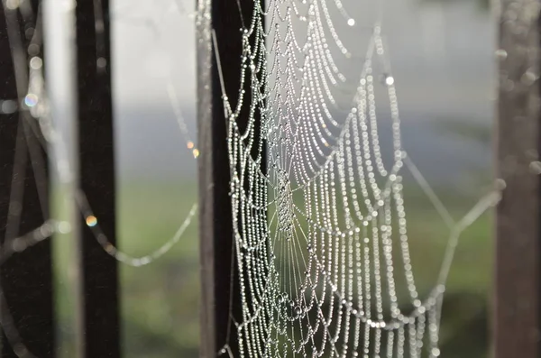 Rocío de la mañana en una tela de araña — Foto de Stock