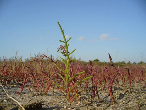 クリミアの塩性湿地のスギナに赤の雑木林 — ストック写真