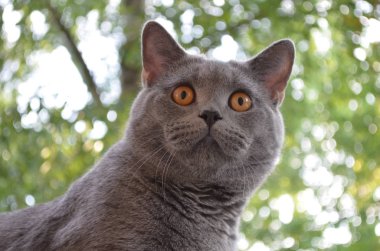 Sarı gözlü İngiliz mavi kedi