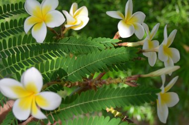 Güzel kokulu frangipani çiçek Mısır