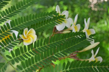 Güzel kokulu frangipani çiçek Mısır