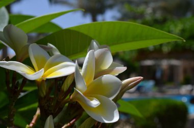 Güzel kokulu frangipani çiçek Mısır