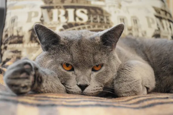 Gato azul britânico com olhos amarelos — Fotografia de Stock