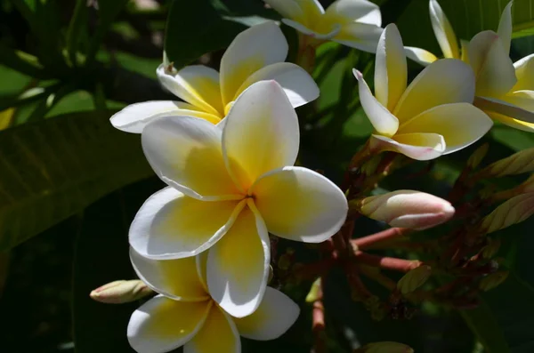 Fragrant frangipani flowers Egyptian — Stock Photo, Image