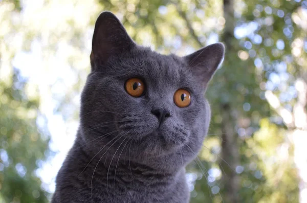 Gato azul britânico com olhos amarelos — Fotografia de Stock