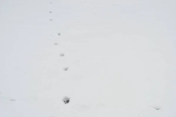 在洁白的雪地上的脚印 — 图库照片